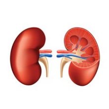 Dietitian's Role: Kidney and Pancreas Transplant