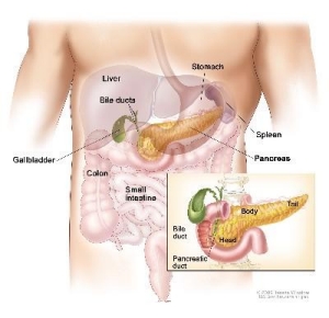 The anatomy of the pancreas shown in relation to pancreatic cancer.