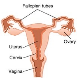 Woman's reproductive system