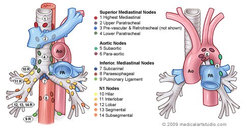 Diagram of the lymph nodes